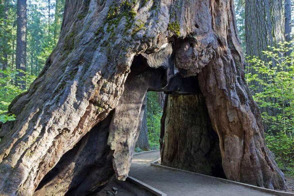 Cedar Oasis - Home Base To Big Trees Arnold Eksteriør bilde